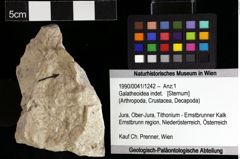 Foto (Objket + Etiketten) von Galatheoidea indet. 